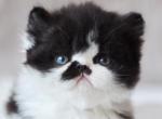 Mike - Persian Cat For Sale - Miami, FL, US