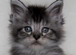 Dantes - Maine Coon Cat For Sale - Hollywood, FL, US