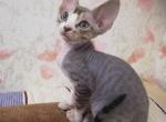 Paris - Devon Rex Cat For Sale - Hollywood, FL, US