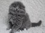 Assol - Scottish Fold Cat For Sale - Hollywood, FL, US