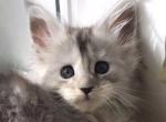 Xenia - Maine Coon Cat For Sale - Hollywood, FL, US