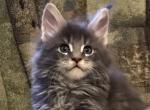 XBarney - Maine Coon Cat For Sale - Hollywood, FL, US