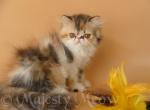 Saniya - Persian Cat For Sale - Yucca Valley, CA, US