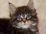 Hammett - Maine Coon Cat For Sale - Hollywood, FL, US