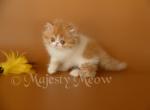 Sunny - Persian Cat For Sale - Yucca Valley, CA, US