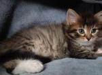 Siberian  kittens - Siberian Cat For Sale - New York, NY, US