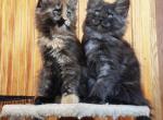 Yuitnei - Maine Coon Cat For Sale - Hollywood, FL, US