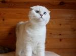 Genre - Scottish Fold Cat For Sale - Hollywood, FL, US