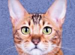 Jiraiya - Bengal Cat For Sale - Miami, FL, US