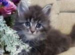 Deizi - Maine Coon Cat For Sale - Hollywood, FL, US