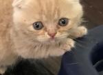 Scottish Fold Red Tabby - Scottish Fold Cat For Sale - Jobstown, NJ, US