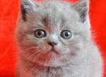 Verona - British Shorthair Cat For Sale - Miami, FL, US