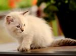 Urik of Romanov Dynasty - Siberian Cat For Sale - Ashburn, VA, US