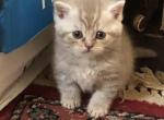 Scottish Straight Lilac Tabby - Scottish Straight Cat For Sale - Jobstown, NJ, US