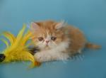 Roche - Persian Cat For Sale - Yucca Valley, CA, US