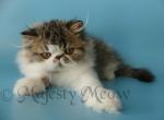 Lewyn - Persian Cat For Sale - Yucca Valley, CA, US