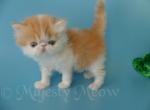 Sara - Persian Cat For Sale - Yucca Valley, CA, US