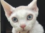 Jeffry Blue Eyes White Devon Rex - Devon Rex Cat For Sale - Dallas, TX, US