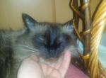 Valentines Day Lucky 7 - Balinese Cat For Sale - Brooklyn, NY, US