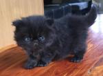 Champion sired CFA purebred persian kittens - Himalayan Cat For Sale - Sheridan, MI, US