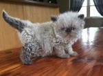 Champion sired CFA purebred male kitten available - Persian Cat For Sale - Sheridan, MI, US