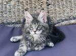 Barney - Maine Coon Cat For Sale - Hollywood, FL, US