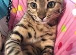 Hercules - Bengal Cat For Sale - St. Louis, MO, US