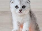 Judi - Scottish Fold Cat For Sale - Hollywood, FL, US