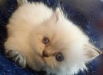 Adorable CFA Registered Blue Point Himalayan - Himalayan Cat For Sale - Perry, FL, US