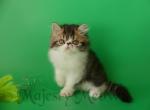 Tyson - Persian Cat For Sale - Yucca Valley, CA, US