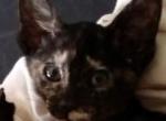 Oriental Shorthair Ebony Tortie - Oriental Cat For Sale - Buffalo, NY, US