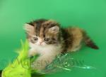 Zemphira - Persian Cat For Sale - Yucca Valley, CA, US