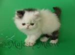 Panda - Persian Cat For Sale - Yucca Valley, CA, US