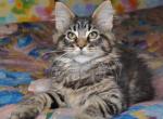 Nariman - Maine Coon Cat For Sale - Hollywood, FL, US