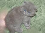 Sweet CFA Registered Blue Persian Kitten - Persian Cat For Sale - Perry, FL, US