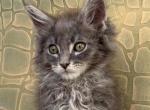 Wally - Maine Coon Cat For Sale - Hollywood, FL, US