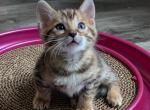 BATMAN - Bengal Cat For Sale - Dallas, TX, US