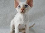 Martin - Devon Rex Cat For Sale - Miami, FL, US