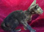 blue cream tortie oriental shorthair female - Oriental Cat For Sale - Buffalo, NY, US