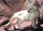 Seal lynx point male available - Oriental Cat For Sale - Buffalo, NY, US