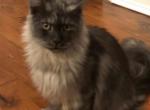 Vulcan - Maine Coon Cat For Sale - Hollywood, FL, US