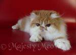 Portos - Persian Cat For Sale - Yucca Valley, CA, US