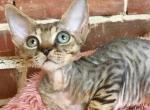 Naruto - Devon Rex Cat For Sale - Miami, FL, US