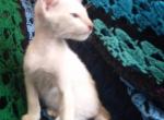 Perfect little Lilac Point male - Siamese Cat For Sale - Buffalo, NY, US
