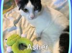 Asher - Munchkin Cat For Sale - FL, US