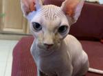 Finn - Sphynx Cat For Sale - San Antonio, TX, US