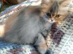 Lovable CFA Registered Shaded Silver Persian - Persian Cat For Sale - Perry, FL, US