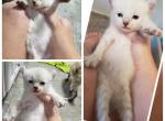 Snow boy - Highlander Cat For Sale - Monroe, MI, US