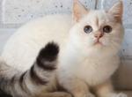 Vays - British Shorthair Cat For Sale - Miami, FL, US