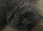 Blue Doll Face Persian Female Kitten - Persian Cat For Sale - Biglerville, PA, US